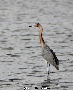 Reddish Egret fishing the shallows by Lisa Hinderlider 